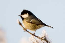 coal tit